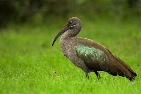 Common birds, Birds, Bird species