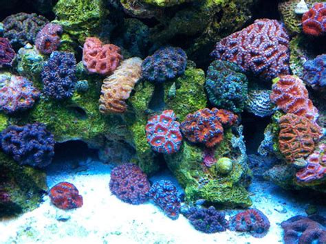 LPS Coral - 10 Easy to Care Corals for Beginners - AquariumStoreDepot