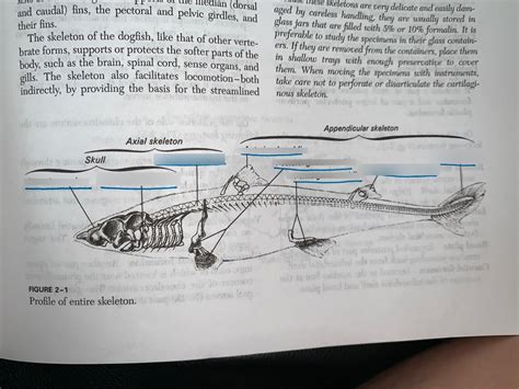 Shark Skeleton Diagram | Quizlet