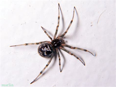 Cobweb Spider - Steatoda triangulosa - North American Insects & Spiders