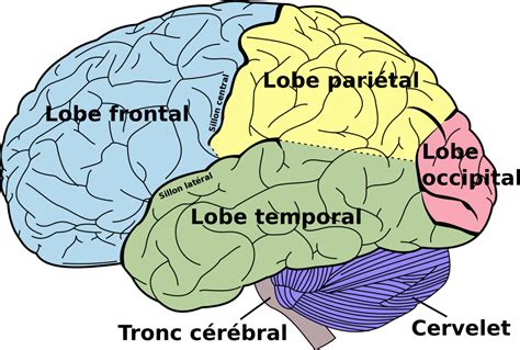 Free Human Brain, Download Free Human Brain png images, Free ClipArts on Clipart Library