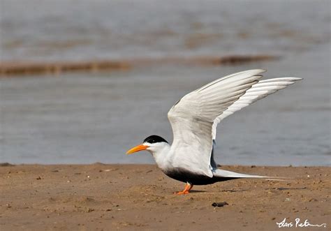 Black-bellied Tern | Northern India | Bird images from foreign trips ...