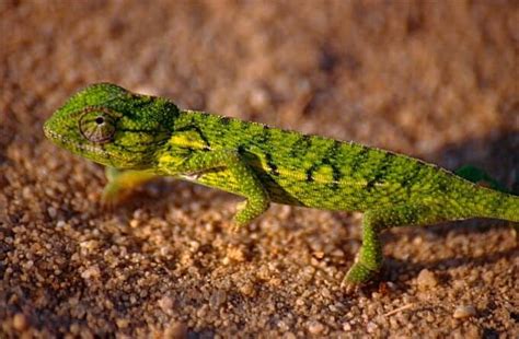 Carpet Chameleon 101: Care, Diet, Lifespan, Size & More