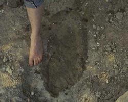 IBSS - The Bible and Science - Dinosaur and Human Footprints