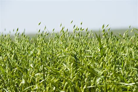 WA gears up for high-yield oat harvest - Grain Central