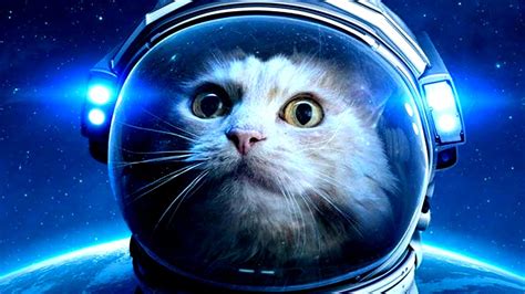 What Happened to Felicette in Space? *First Cat in Space* - YouTube