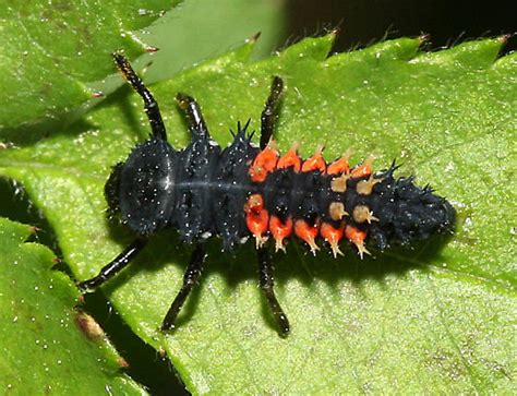 Ladybug larva ID 1 - Harmonia axyridis - BugGuide.Net