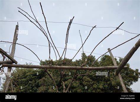 example of pruning a kiwi plant Stock Photo - Alamy