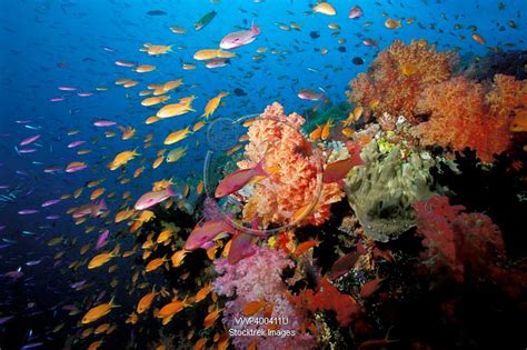 Tropical coral reef, Fiji, Pacific Ocean. | Stocktrek Images