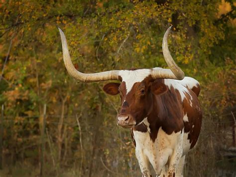 Texas Longhorn Steer, looks like Bevo, Round Rock, TX set 11-5-08 | Flickr - Photo Sharing!