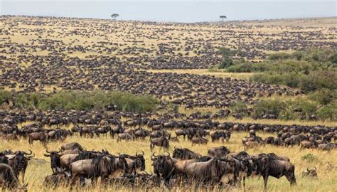 The Great Serengeti Wildebeest Migration | Serengeti Safaris Tours