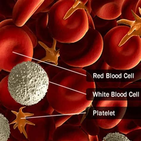 Blood Cancer Types: Leukemia, Lymphomas, Myelomas, and More