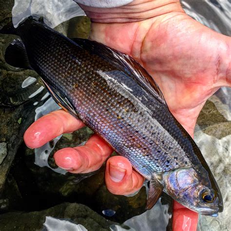 My first Arctic Grayling! Oddly enough a bucket list fish on the fly ...