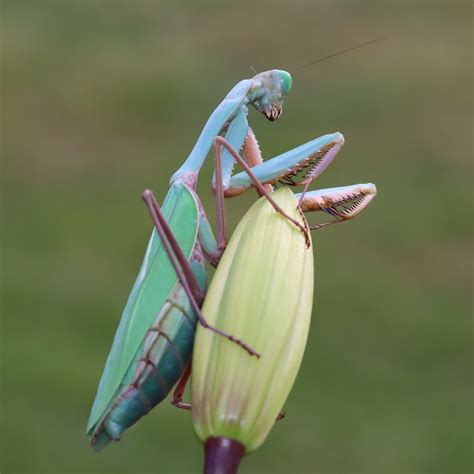 Hierodula species BLUE Papua Giant Stunning New Mantis Species - USMANTIS