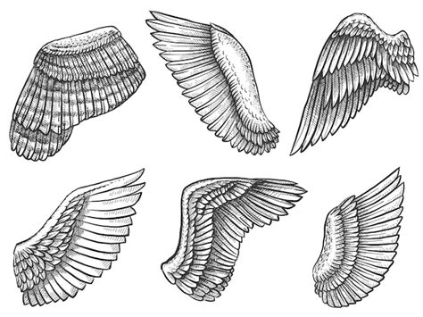 Falcon Vector Drawing Of Wings