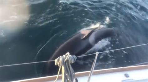 Scientists Claim Killer Whales Attacking Boats Are Just Playing ...