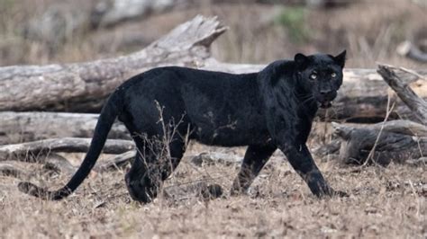 False black panther report lands man in jail - Carolina Sportsman