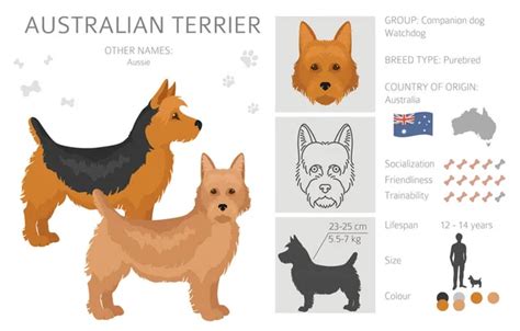 100,000 Australian terrier Vector Images | Depositphotos