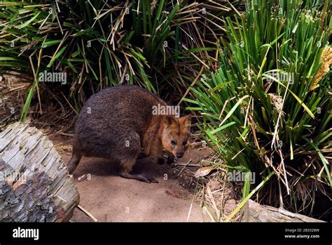 Australia, Quokka - small kangaroo endemic on Rottnest Island Stock Photo - Alamy