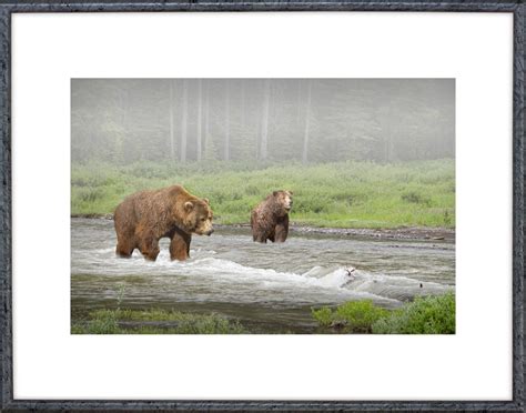 Grizzly Bears Bear Photograph National Park Yellowstone | Etsy