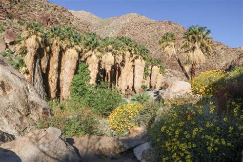 Anza-Borrego Desert Visitor's Guide - Attractions, Campgrounds, & Hikes | Anza borrego state ...