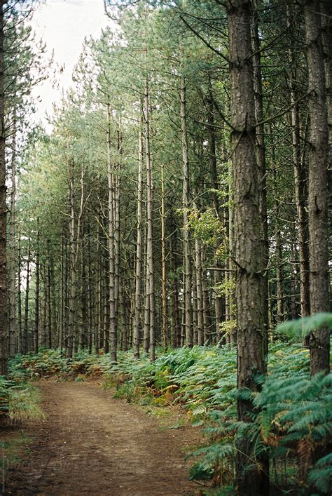 "A Path Through A Forest Of Tall Pine Trees." by Stocksy Contributor ...