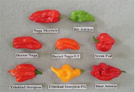 Bhut Jolokia with 1,000,000 + Scoville Heat Units!