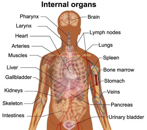 Human Body Organs Diagram From The Back Human Torso Diagram Human ...