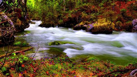 Water Stream On Green Algae Covered Rocks Between Colorful Autumn Trees In Forest HD Beautiful ...