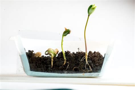 What Causes Seed Germination – Learn About Germination Factors For Seeds