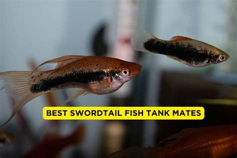 10 Best Swordtail Fish Tank Mates 2024 (With Pictures) | FishTrivia