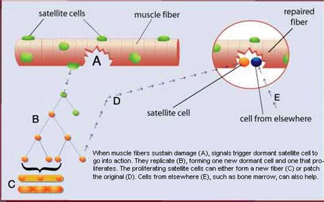 Sarcopenia – the Age-related Loss of Muscle Mass and Function – Part I: Pathways and factors ...