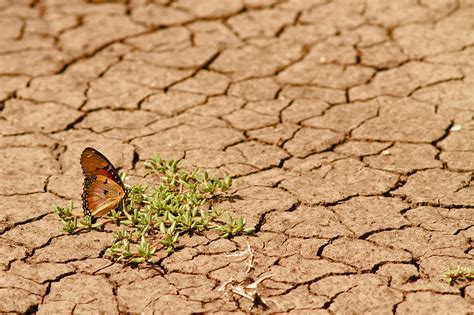 17 June 2020: The Desertification and Drought Day. This year’s theme is on link between ...