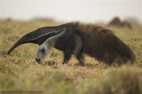 Giant Anteater Facts, Pictures & In-Depth Information For Kids & Adults