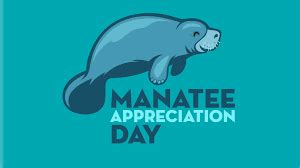 Happy Manatee Appreciation Day! : r/Manatees