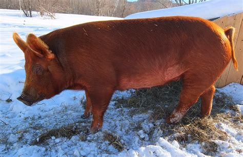 Stark Hollow Farm: Registered Tamworth Pigs