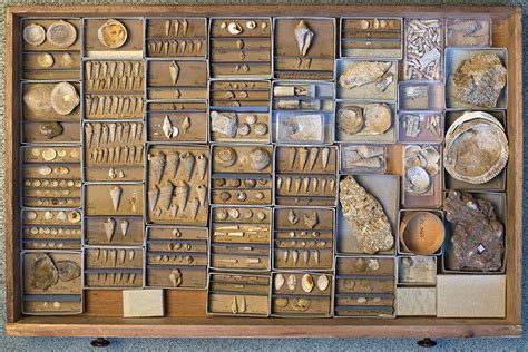 Charles Lyell's Tertiary fossils, he named most epochs based on molluscs stratigraphy Charles ...