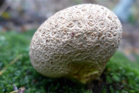 Common Earthball - Scleroderma citrinum