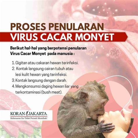 Cacar Monyet Dapat Menyebabkan Kematian. Apakah Bisa Menular? - Infografis Koran Jakarta