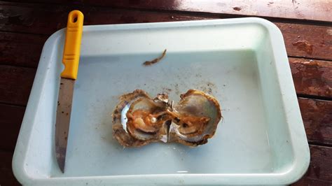 Pearl Oyster Farming Free Stock Photo - Public Domain Pictures