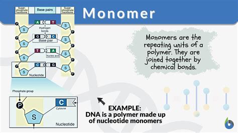 Monomer Definition and Examples - Biology Online Dictionary