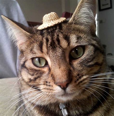 Fotos de Gatos adorables con Sombrero