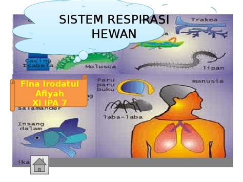 (PPT) sistem respirasi hewan | Fina irodatul afiyah - Academia.edu