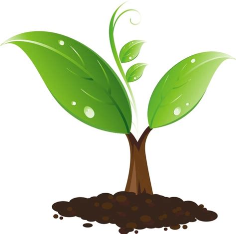 Seedling free vector download (27 Free vector) for commercial use ...