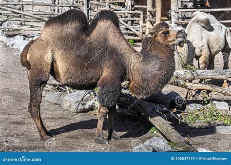 Bactrian camel 17 stock image. Image of hump, moult - 106547119