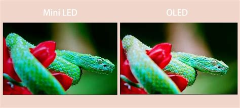 Mini LED vs OLED TV, Which is better? | TVsBook