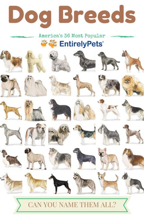 EntitrelyPets.com - ANSWER: Left to right, top to bottom (not listed...