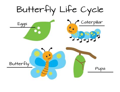 Butterfly Life Cycle Diagram