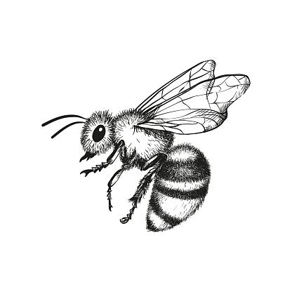 Engraving Illustration Of Honey Bee Stock Illustration - Download Image Now - iStock