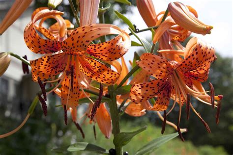 14 Recommended Lily Varieties for Your Garden